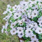 💖Summer Hot Sale 49%OFF🌺UV Resistant Colorful Artificial Flower (Zero Pollen Allergies)